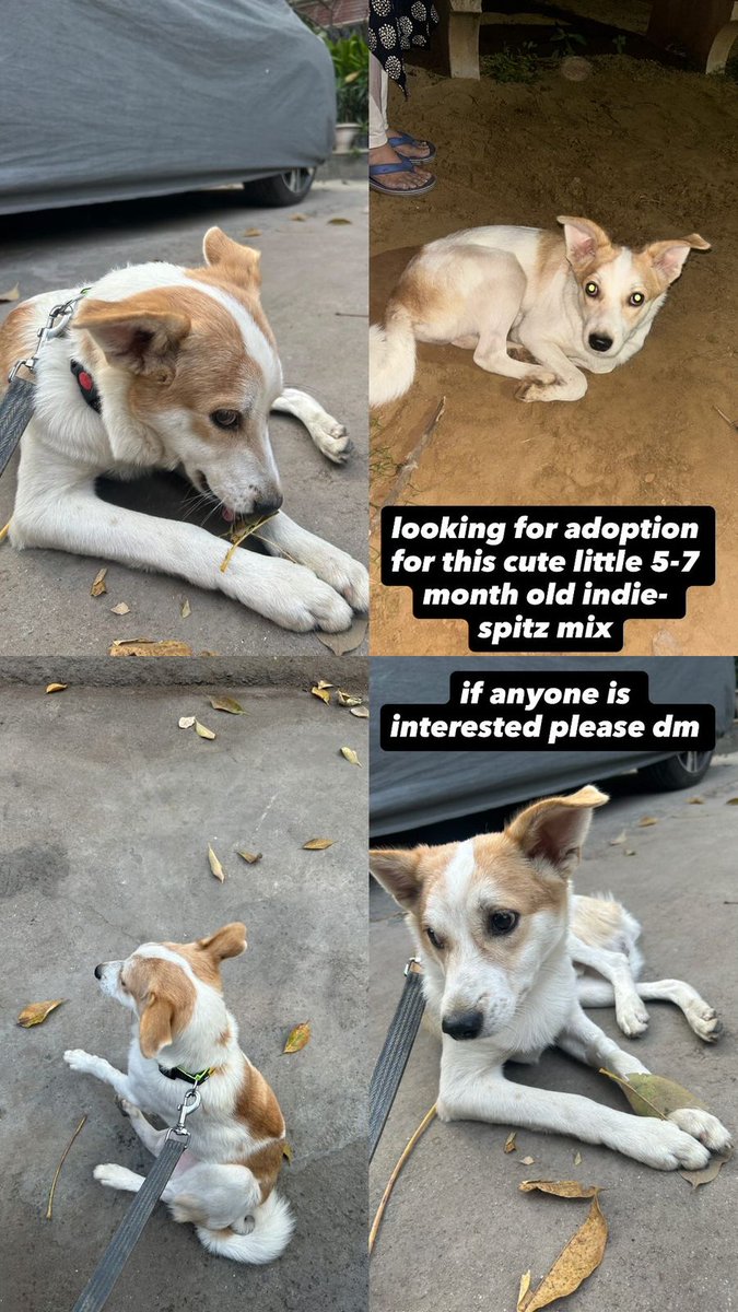 Finding a home for this 5-7 month old indie spitz mix.