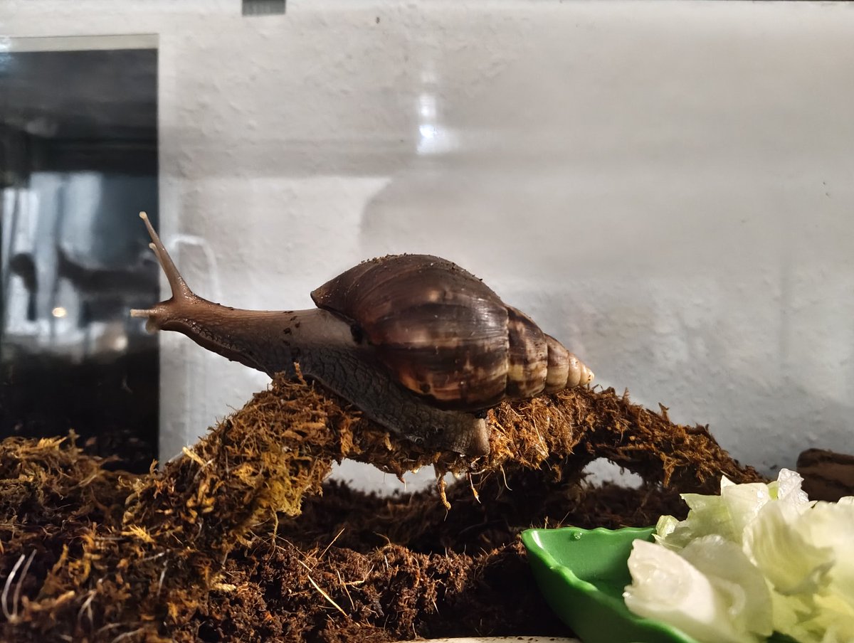 Copykadse tweet media