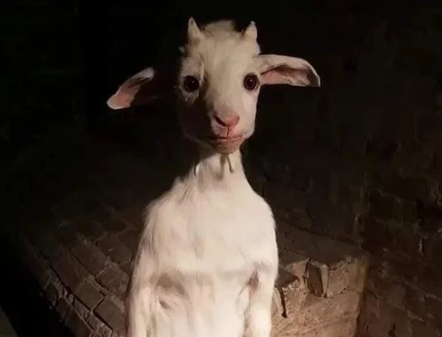 artzanco's tweet image. le grand prix de Ferrari…..