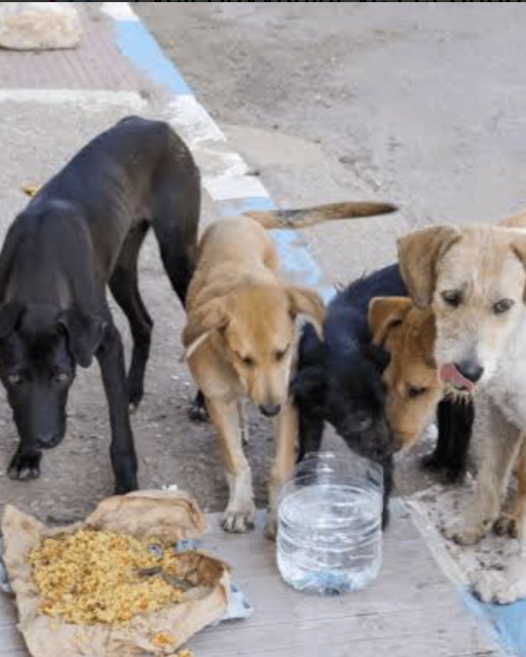 Siz toksanız bizde tokuz ...

Siz açsanız biz mahvoluruz❗️😔

Sesimiz duyuluncaya , sözümüz anlaşılıncaya kadar susmayacağız 👇👇👇

#BESLEYECEĞİZ