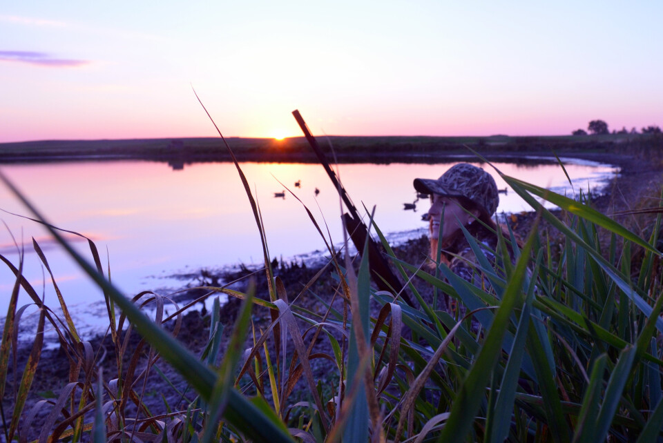 There’s nothing like a duck blind at dawn — the sound of whistling wings overhead, the rising sun, and the reminder of what really matters. Moments like these remind us why we step into the arena for conservation.

 📸 Chuck Traxler