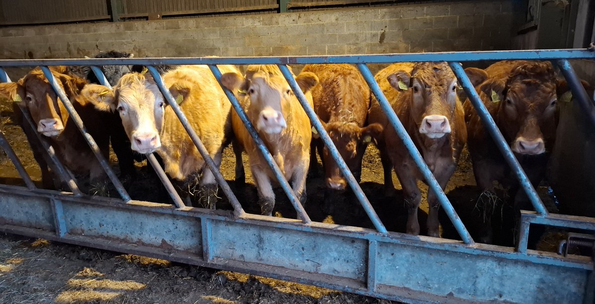 Have you brought our tea??
#cattle #farming #feedingtime <a href="/FarmingUK/">FarmingUK</a>