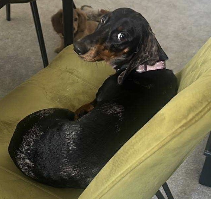 millypod1's tweet photo. 🆘9 NOV 2025 #Lost NANCY #ScanMe
Dachshund Female
Caldy Beach #WestKirby #Wirral #CH48
https://t.co/BO9SV1df52 https://t.co/7KeHvKy86r