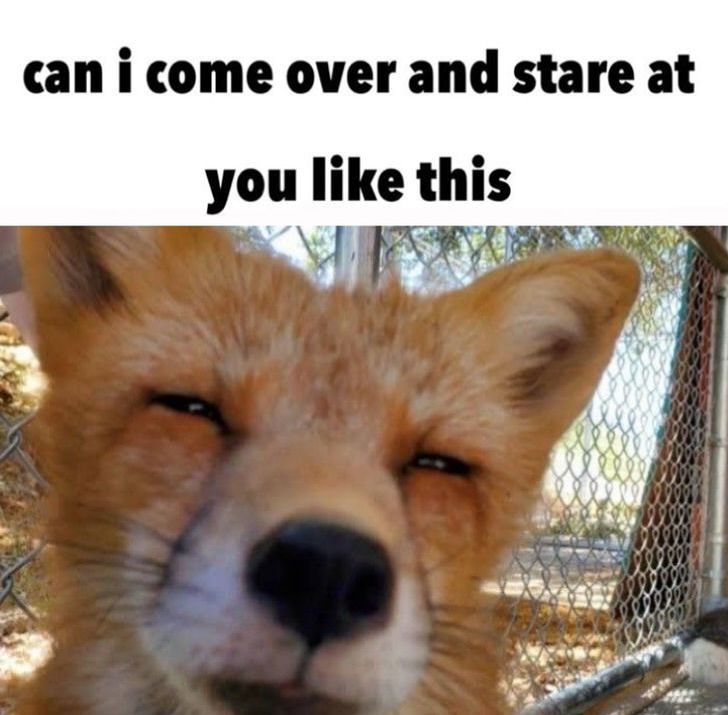 TheFoxLife's tweet image. 