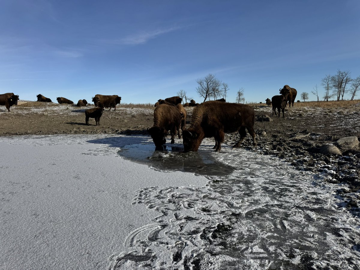 Robert Johnson tweet media