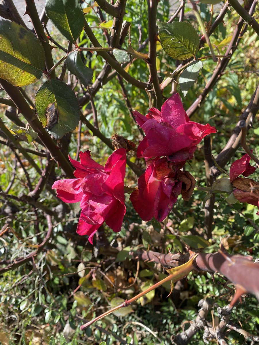 Sonia Zuccaro tweet media