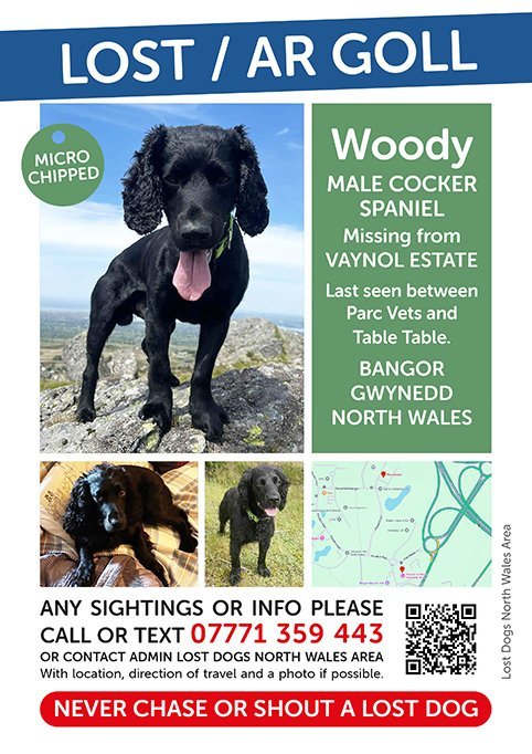 MissingPetsGB's tweet image. WOODY STILL #MISSING 

Last seen 28 September 2025 and was last seen outside the Parc vet care, Park menai #Bangor #Gwynedd #Wales #LL57
Adult black chipped cocker spaniel. #stolendoghour