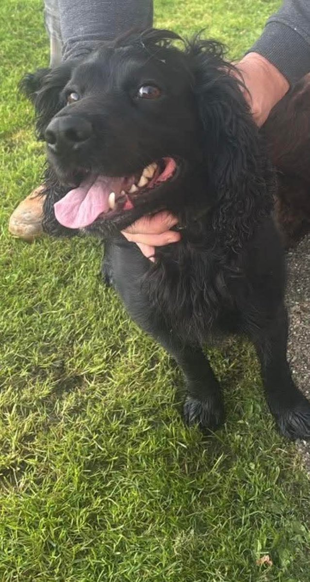 MissingPetsGB's tweet image. WOODY STILL #MISSING 

Last seen 28 September 2025 and was last seen outside the Parc vet care, Park menai #Bangor #Gwynedd #Wales #LL57
Adult black chipped cocker spaniel. #stolendoghour
