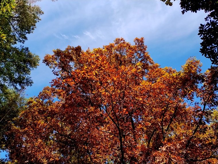 Alice J. Wisler's Patchwork Quilt Blog: My Cancer in Bullet Points  alicewisler.blogspot.com/2025/11/my-can… #amwriting #BreastCancer