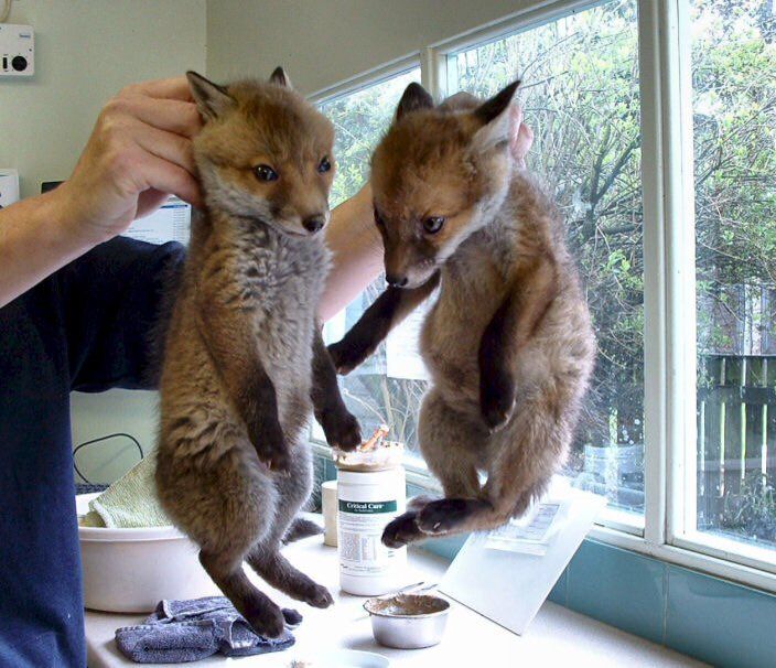 Fox hub (@anima1slove) on Twitter photo 