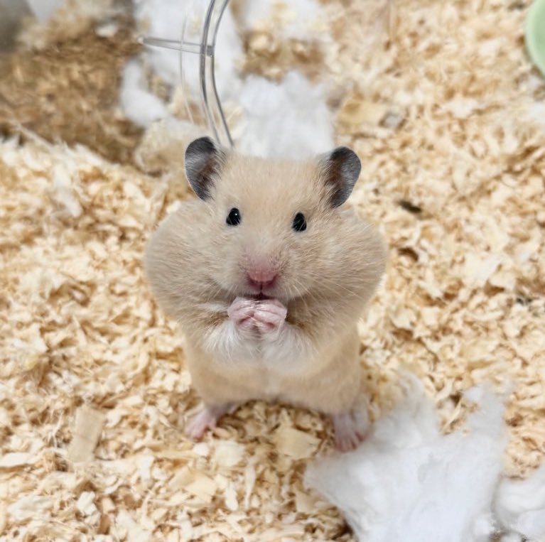 Cv3Fp's tweet image. ←マッチングアプリで会う約束したハム
実際に来たハム→