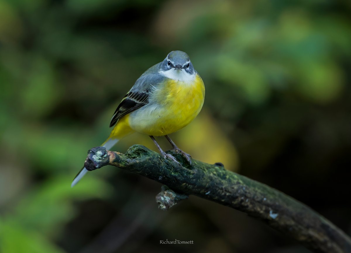 richard_tomsett's tweet photo. Grey Wagtail, Oulton Broad 09/11/25. https://t.co/jHNRj4pPlh