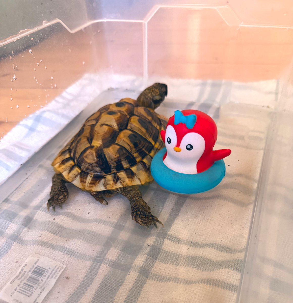 Stoopid Penguin tweet media