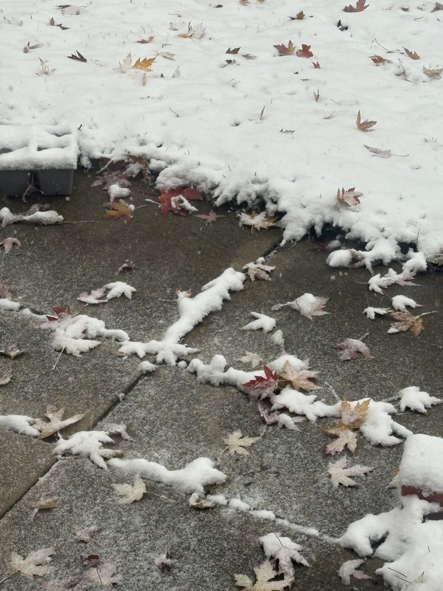 Our first snowfall in Toronto this morning ❄️🥶