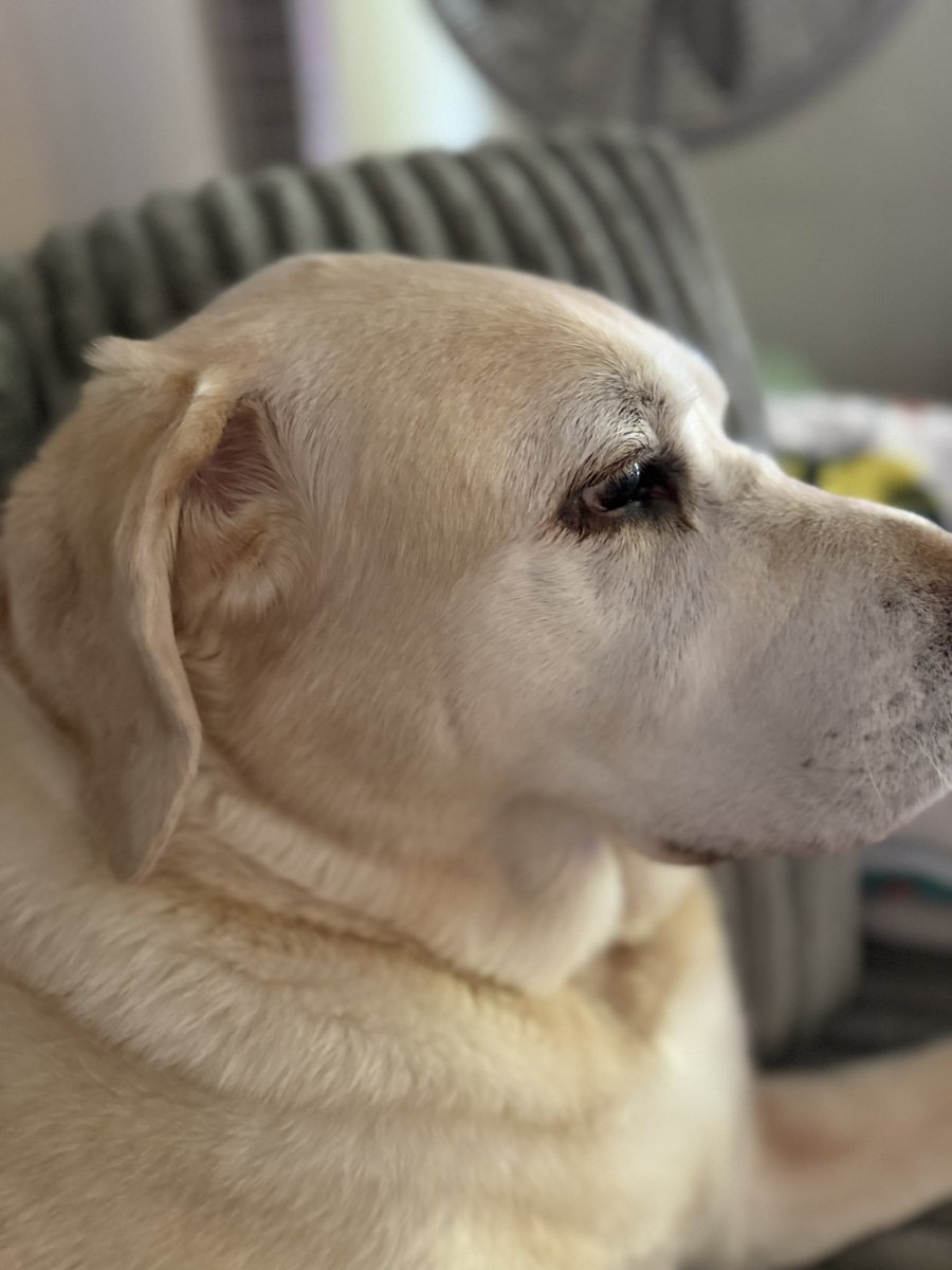 GreybeardDaWise's tweet photo. The old man Duma showing his gray today. Such a good boy

#dog https://t.co/fG9Oo3pO4q