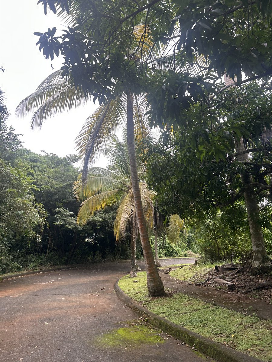 Lilidgp's tweet photo. 🌴🦜 https://t.co/Ipe0Ad41Ln