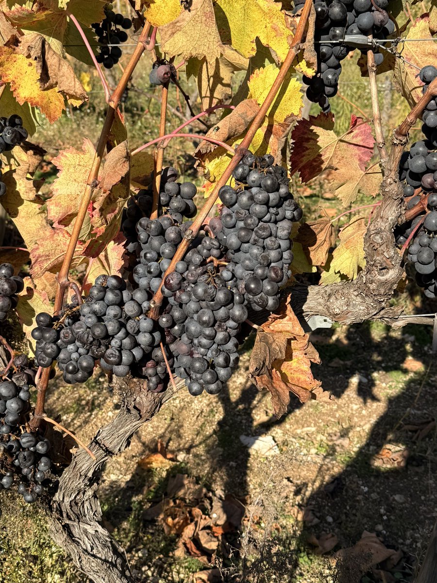 Lekkere druifjes die zijn blijven hangen 😜