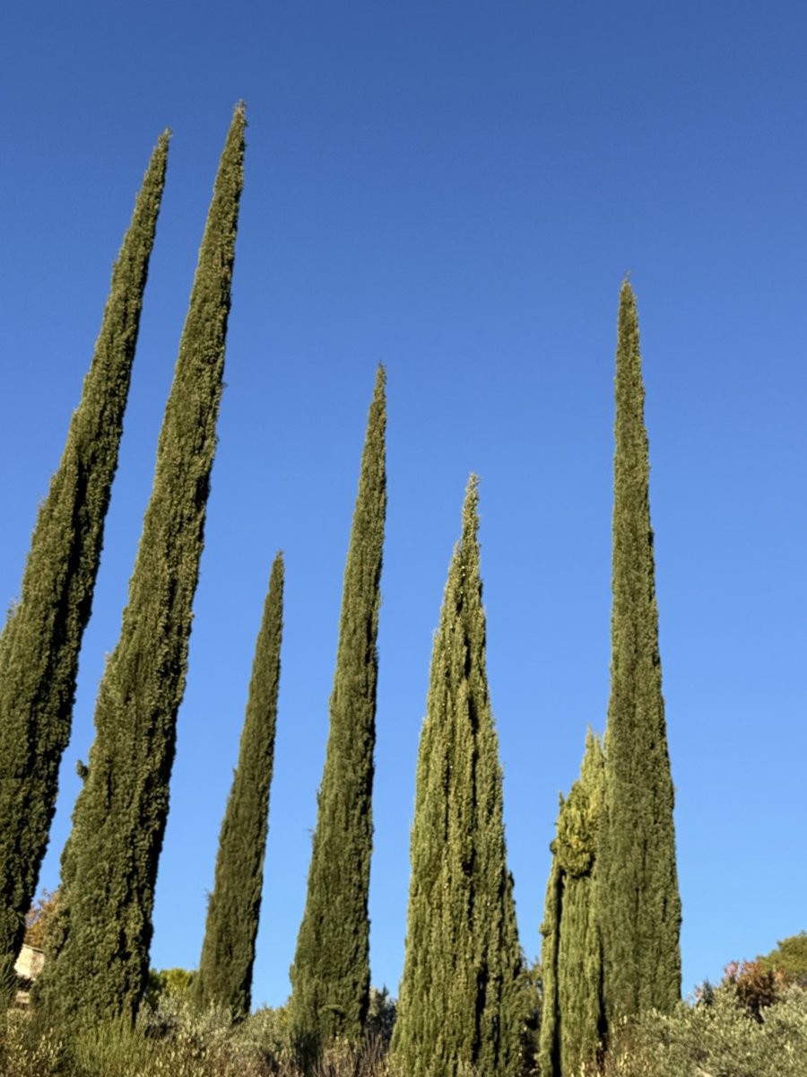 Kaarsrecht ⁦<a href="/peter_persyn/">Peter Persyn</a>⁩