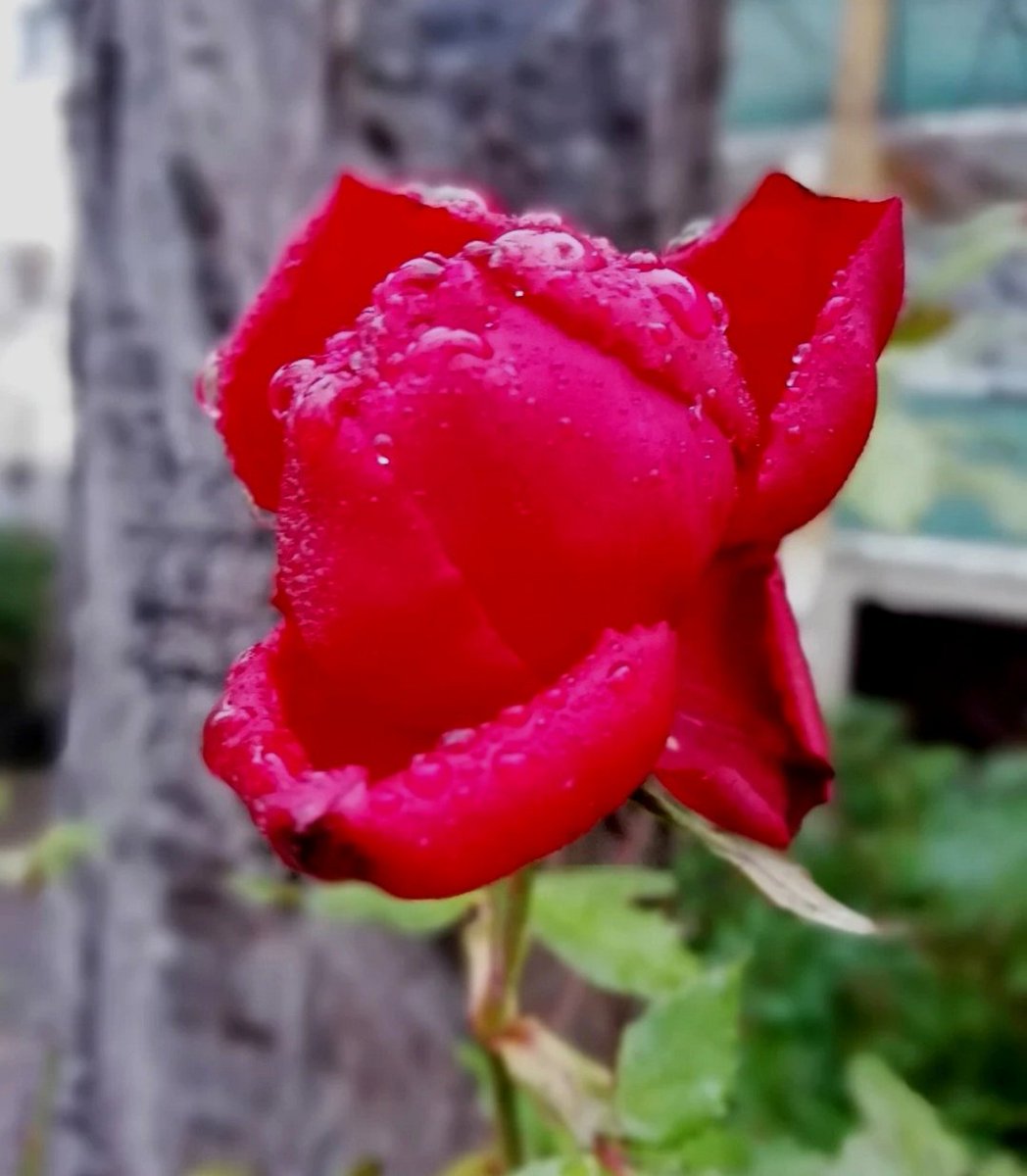 sanjaraic1's tweet image. autumn fragments law
letting dawn feed red petals
nature’s lenity

#Vsstimetravel #fragment #vss365 #law #haikuchallenge #lenity #haiku