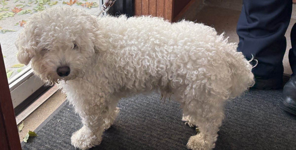 This pup was located in the 8900 block of Brunell Way and brought to the South St. Paul Animal Hospital.