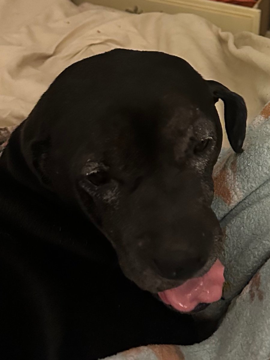 wormiebjohnson's tweet image. 👅