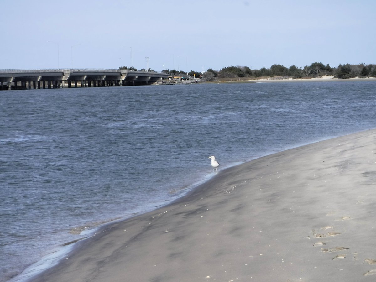 ark_flower's tweet image. #DailyPIctureTheme A November walk at Corson's Inlet State Park is #Invigorating