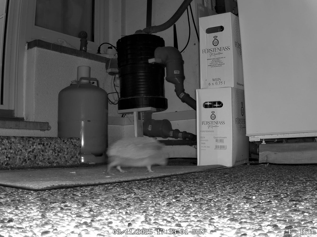 Eine Frage an die #Igelexperten. Zu uns kommt immer einer abends und lässt seine Hinterlassenschaften 🙈💩da. Er scheint recht agil. Könnt ihr evtl einschätzen, ob er gesund ist? #Igel