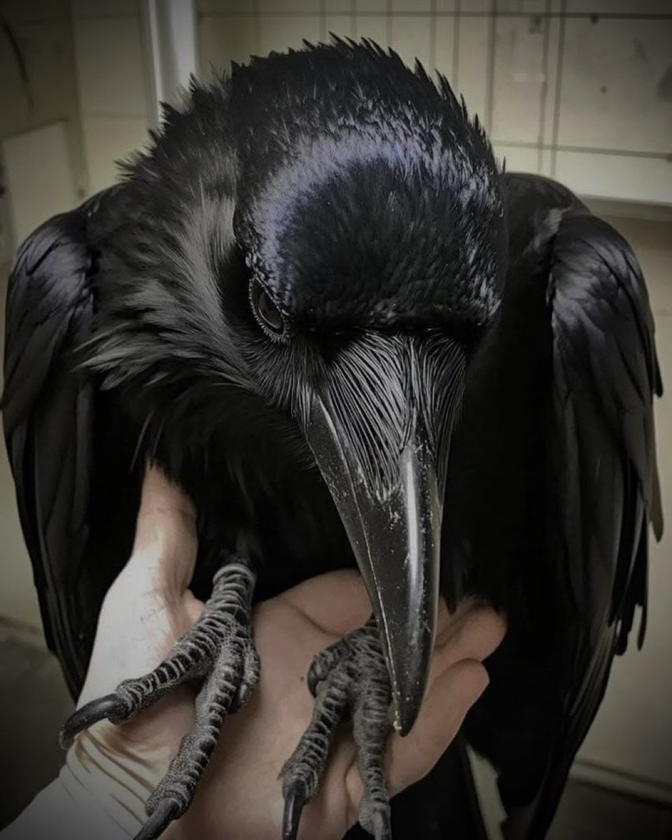 ٰ (@uhicr) on Twitter photo 