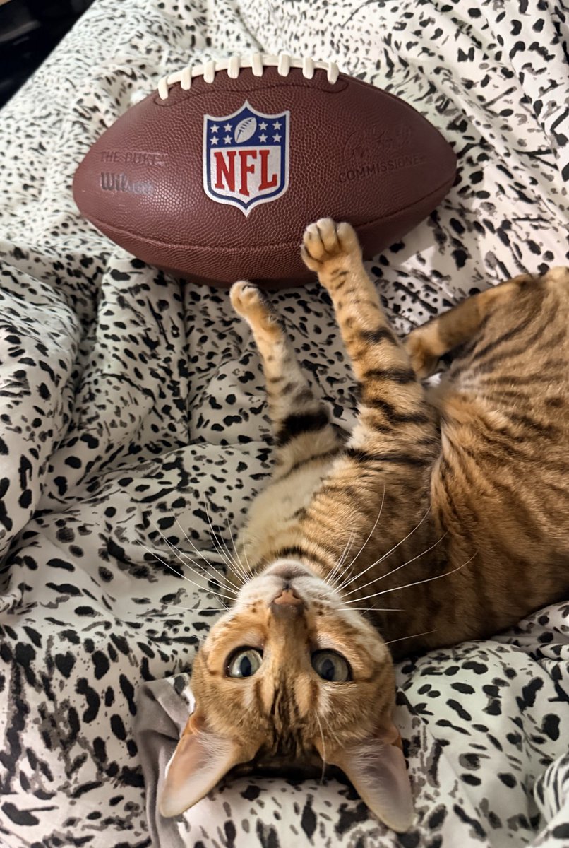 Govain78's tweet photo. #NflM6plus
Un fan des Carolina 🐆🤣 https://t.co/m2XlcmXE7h