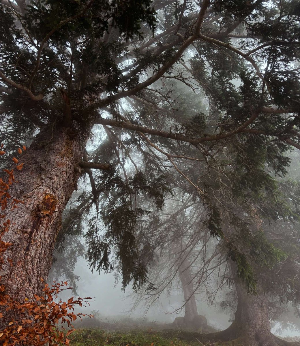 Adrian von Ziegler tweet media