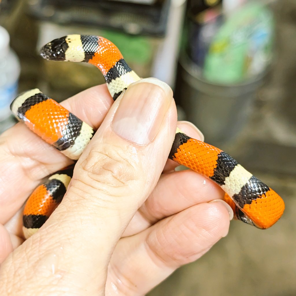 爬虫類・両生類専門店レプティリカス on X