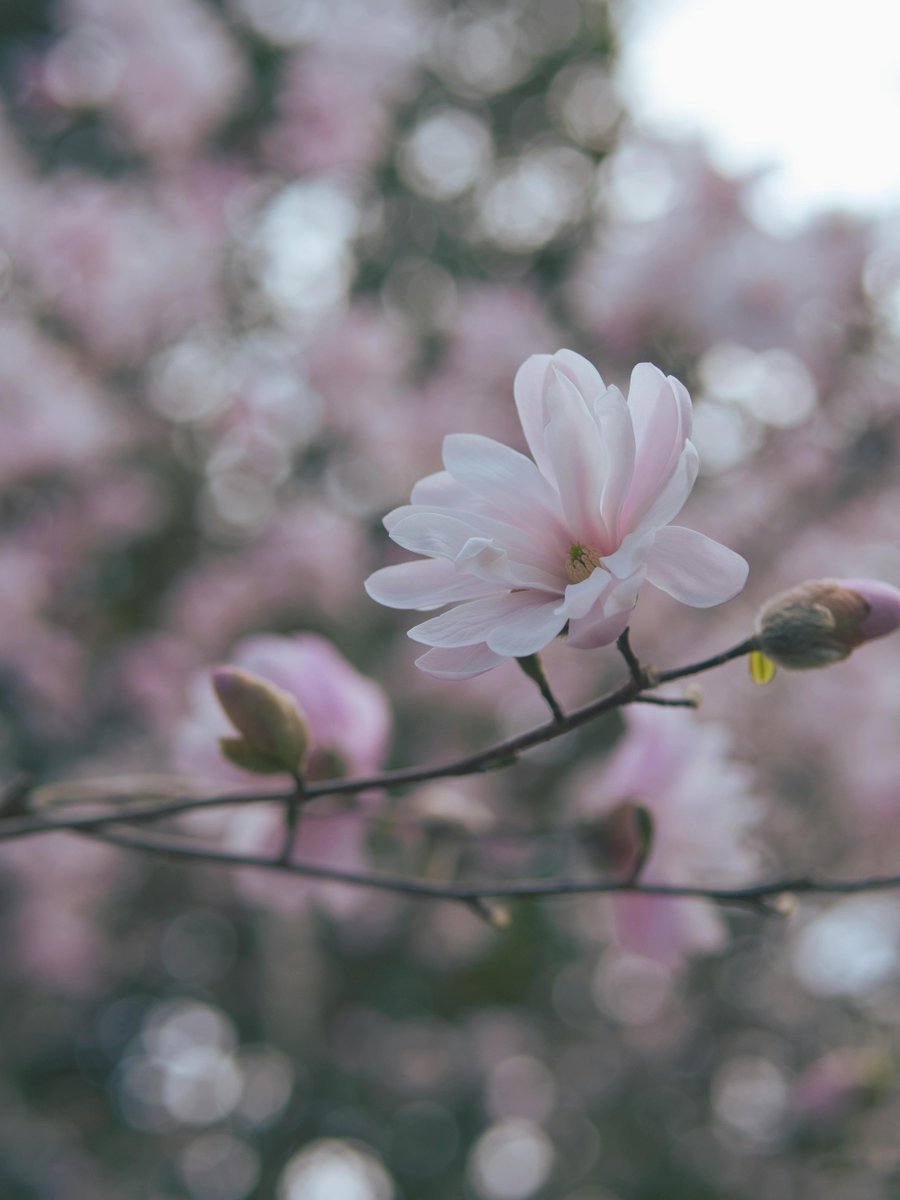 rfonsii's tweet image. $ISS $0.20 Integrated Surveillance sensors sentiment down. 🌈 🎈