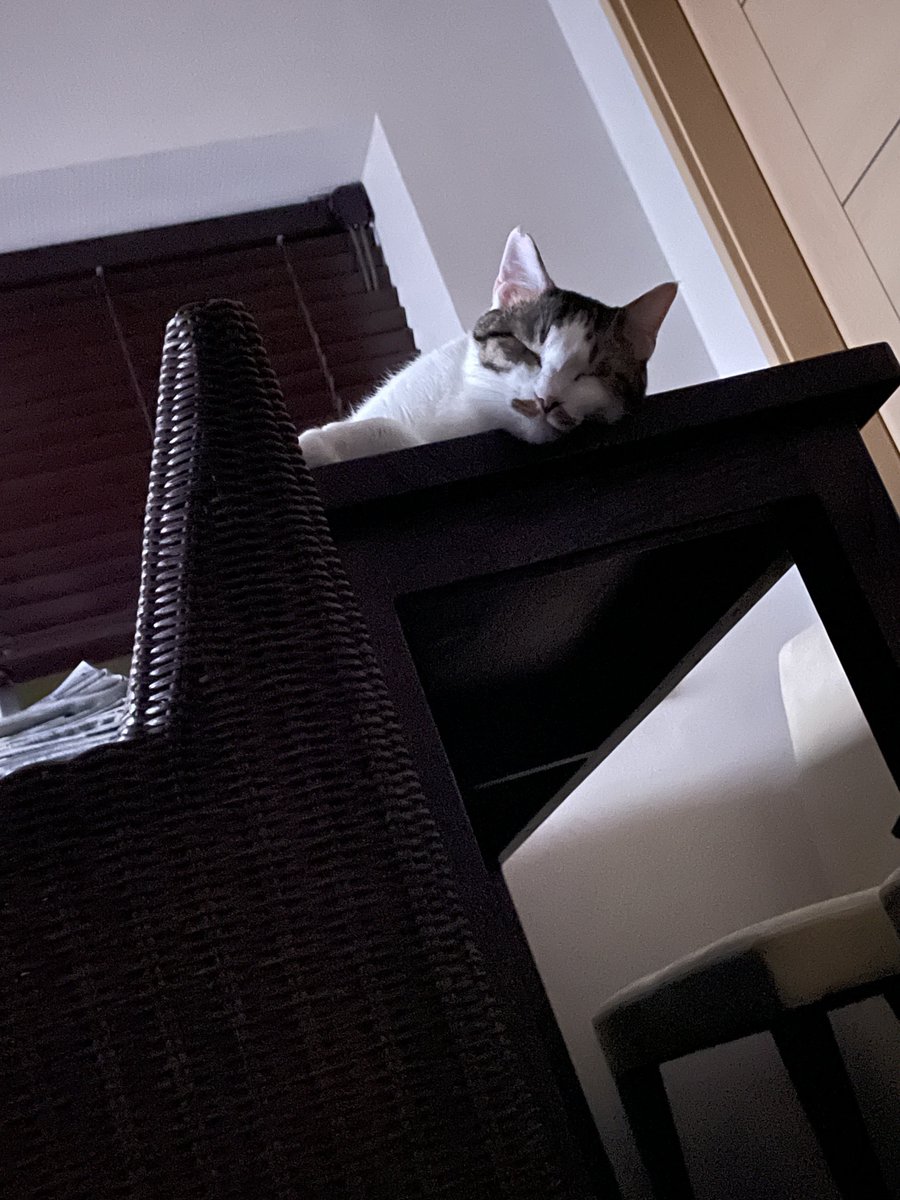 ゆうべも布団にはいるところをわるちゃんに見守られてた。見守りながらの寝落ち😂