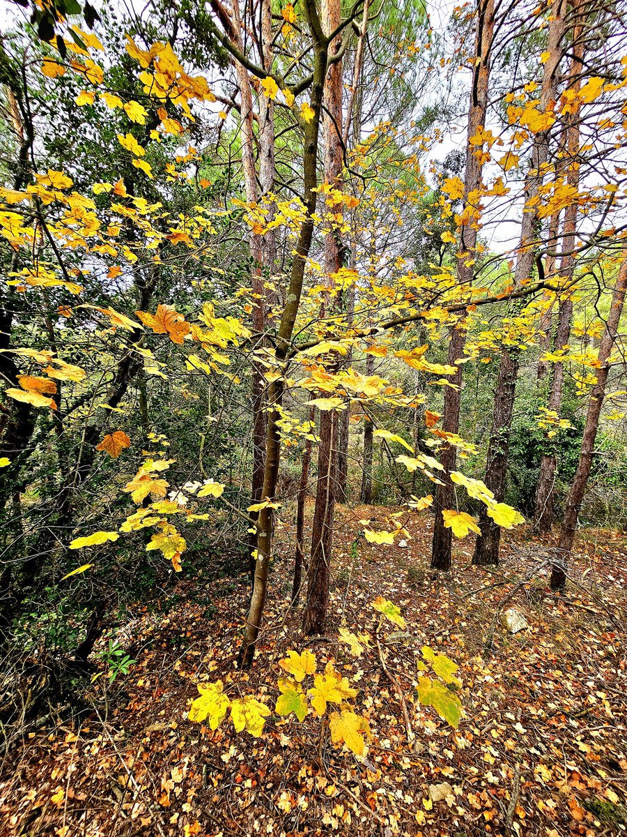 camins_de's tweet photo. Boscos de les Muntanyes de Prades.
Laberints plens de vida.
#muntanyesdeprades #concadebarbera #natura #bellesa #tardor #paisatgessecrets #solitud https://t.co/t4w4mVsPqC