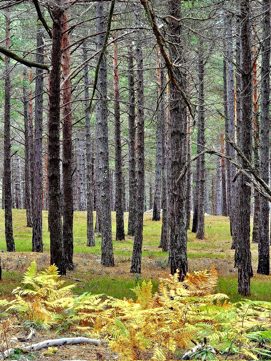 Boscos de les Muntanyes de Prades.
Laberints plens de vida.
#muntanyesdeprades #concadebarbera #natura #bellesa #tardor #paisatgessecrets #solitud