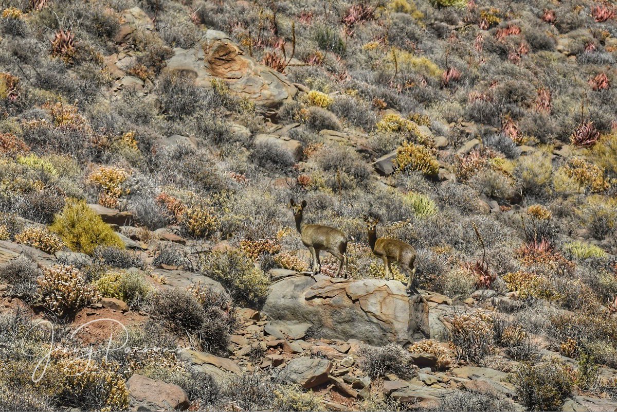 JennyPaPB's tweet photo. Road tripping through the Roggeveld Karoo where life persists through scarcity. These Klipspringers were so well camouflaged in scrubby karoo vegetation. A landscape that speaks of survival
#semiarid #klipspringer #camouflage #stillness #bigopenspaces #beautifuldestinations https://t.co/RNMbGDc9cx