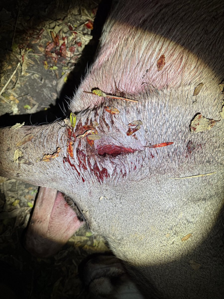 Taylored402's tweet photo. @Buckslayerwells @AWM81 I shot a doe a couple of weeks ago with the 1.5s. Passed through the chest cavity and broke her offside leg. I’m impressed so far https://t.co/XhJ7Oqb4pp