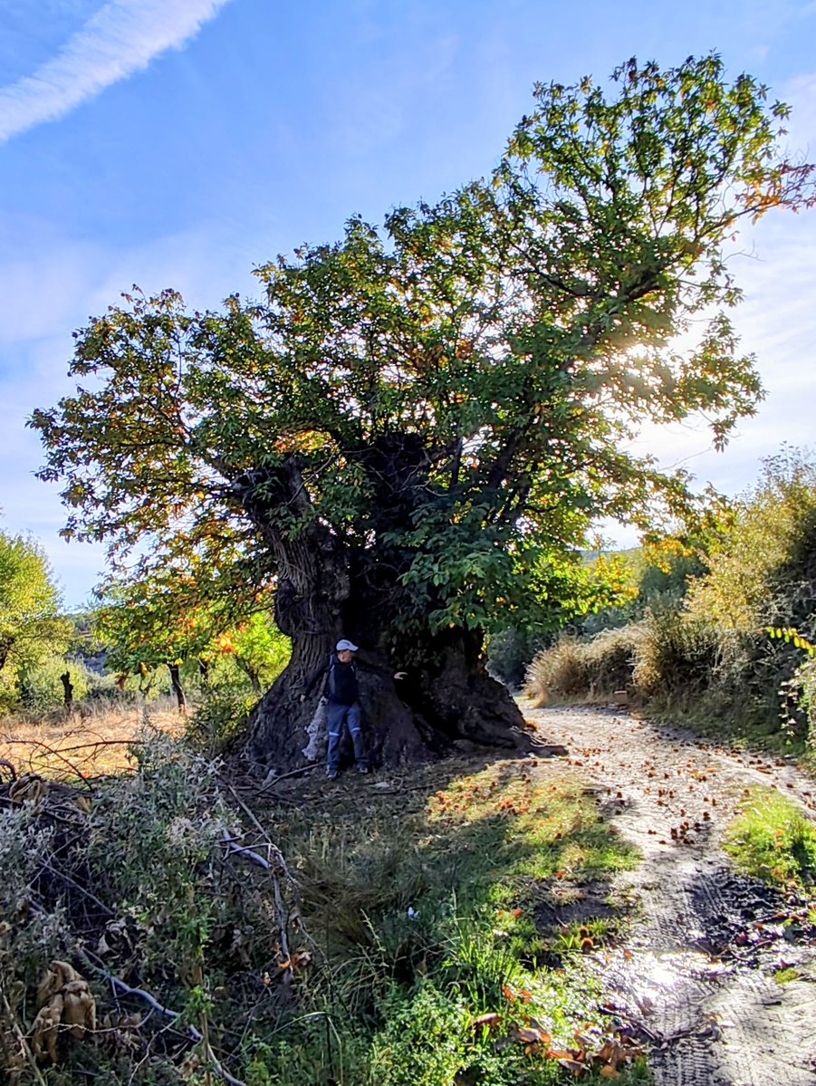 🥾 Lanteira – Peñón de Lanteira – Castaños en Otoño
🗓 Domingo 16/11/25 | 14,6 km | +510 m | 5h30 | Moderada
🍂 Castaños centenarios y vistas a Sierra Nevada desde el Peñón.
📲 lacarrascaorg.wordpress.com/2025/11/10/cas…
#Senderismo #Lanteíra #SierraNevada 
#ClubLaCarrasca #Lorca