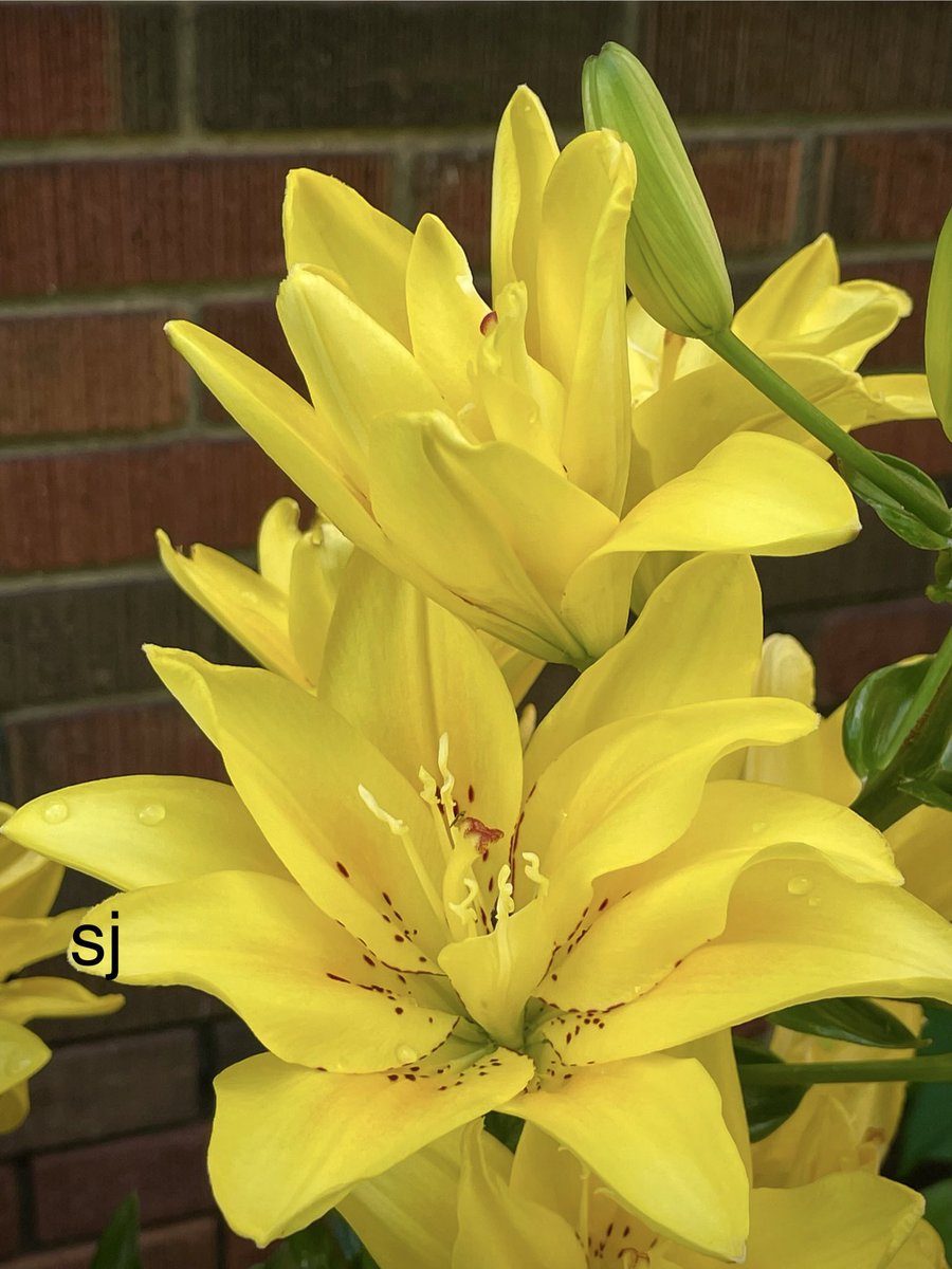 Mind and matter are mysterious and, when they come together, bounteous.
Ali Smith

#PositiveMindset 
#SundayYellow #BloomScrolling