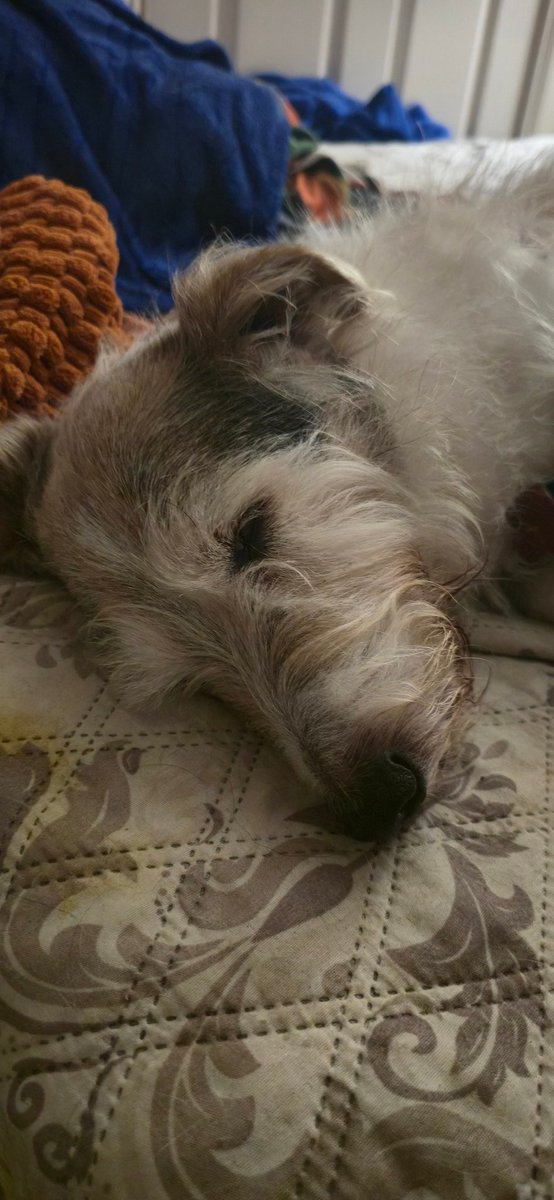 r3trogam3boy's tweet image. #Zorro is 16 years old bet he won&apos;t get a like