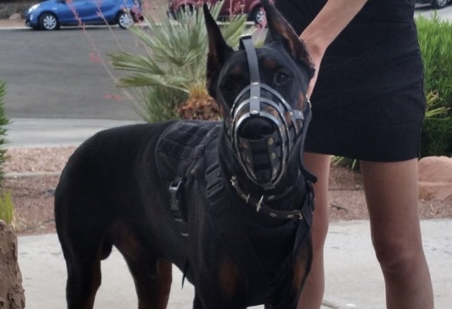 Forget The Dog… BEWARE OF OWNER! 
I don’t question my dog’s loyalty, and my dog doesn’t question mine.