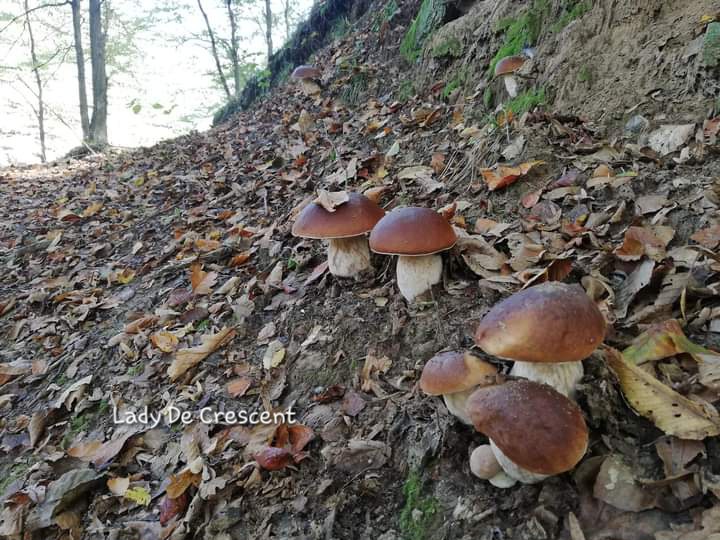 wolfstalkprey_'s tweet image. The Magic of the Woods
My photo 📸
#Forest