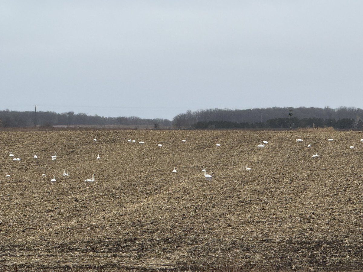 The swans 🦢 are back