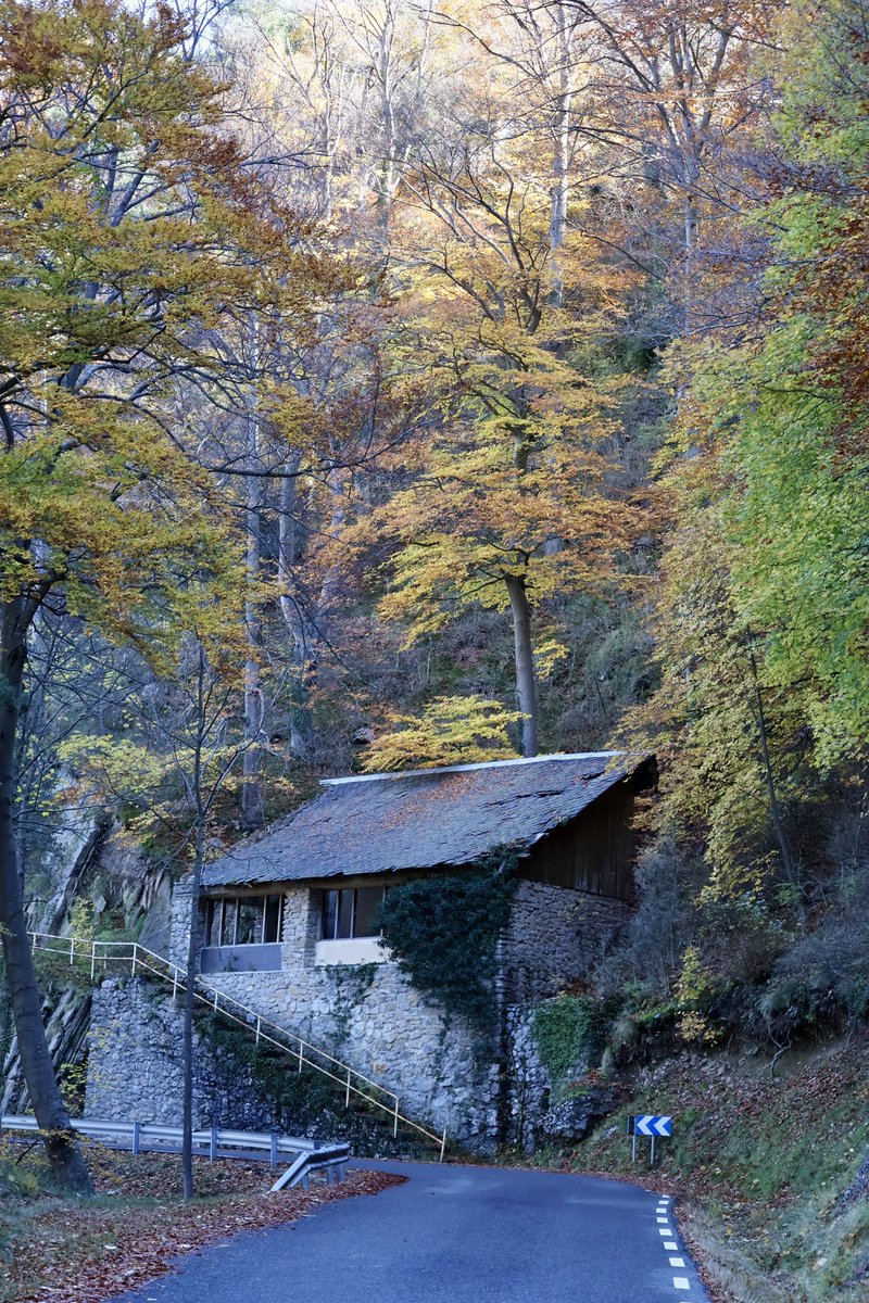 rubedabarniol's tweet image. Diumenges amb resgust de tardor a les obagues de Queralt🍂☀️