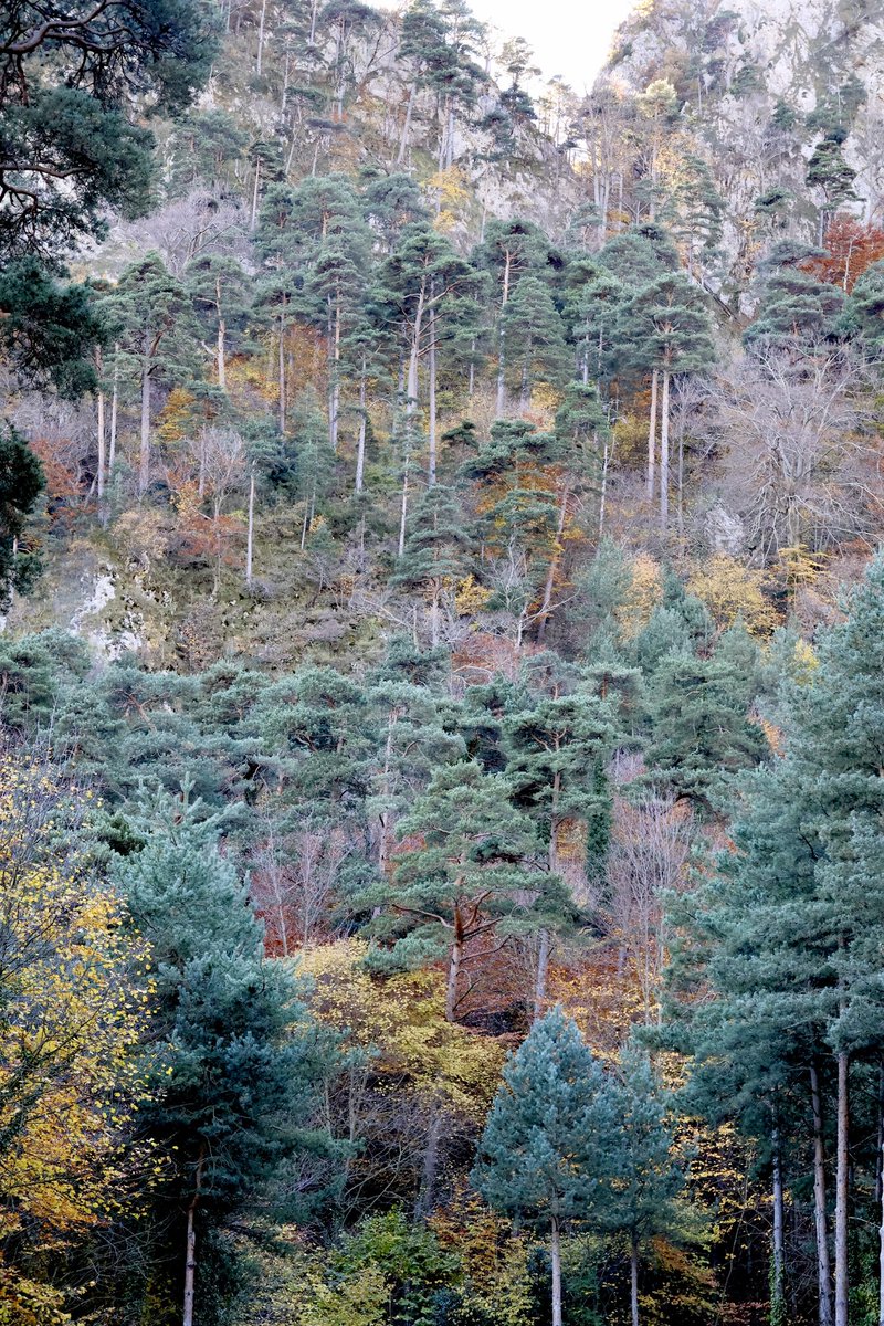 rubedabarniol's tweet image. Diumenges amb resgust de tardor a les obagues de Queralt🍂☀️