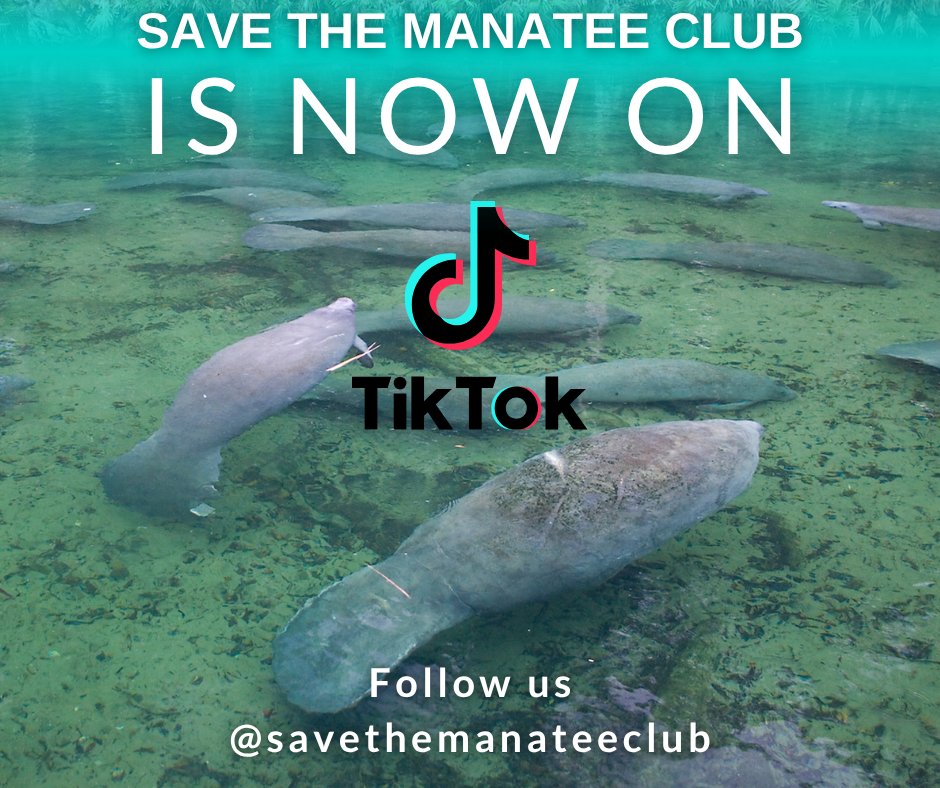 You can now follow Save the Manatee Club on TikTok! Check us out at tiktok.com/@savethemanate… (we are also on Facebook, Instagram, YouTube, Bluesky and Threads.)