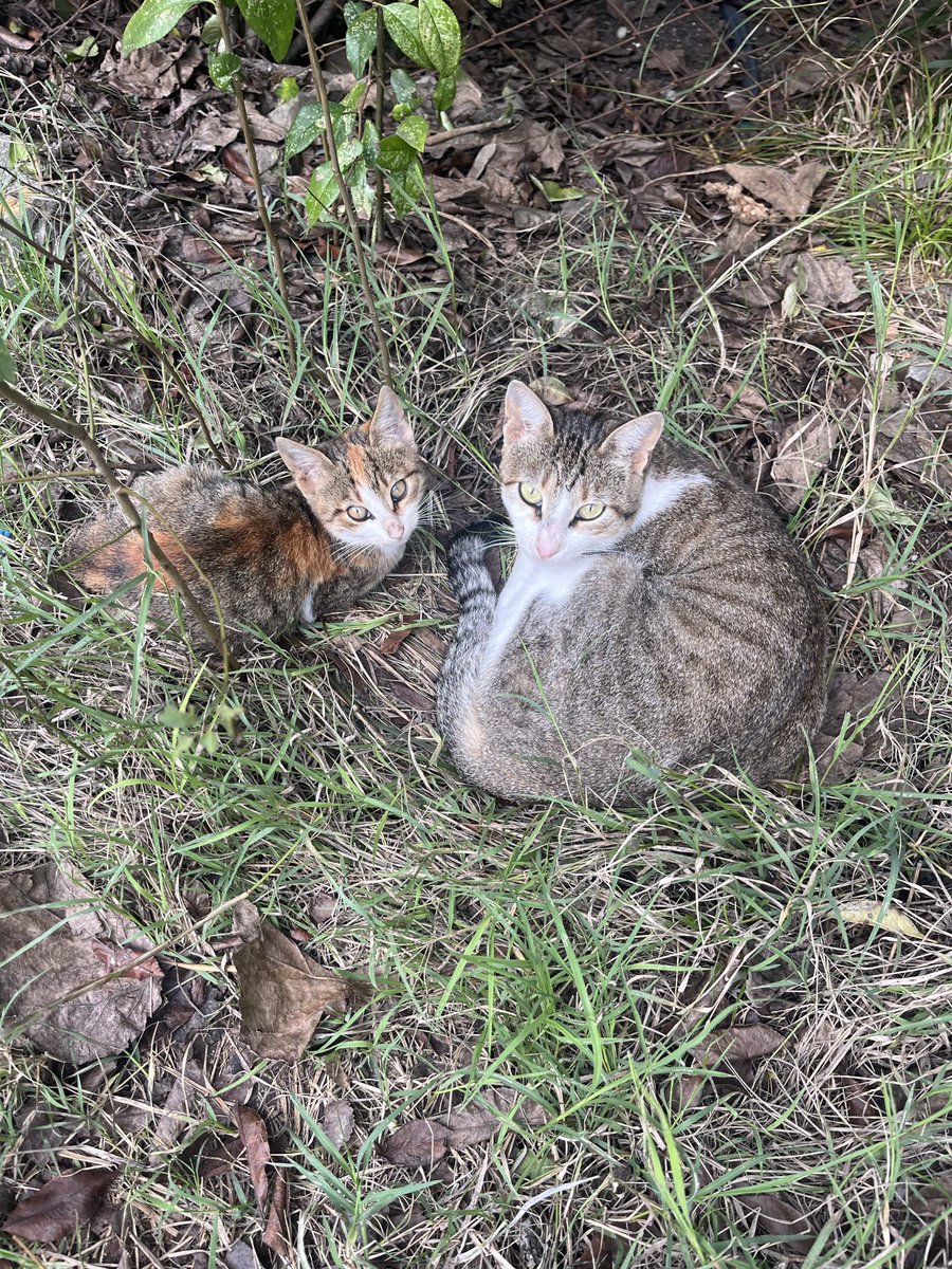 KedilerinSayfas's tweet photo. 🐈 ❤️🙂 https://t.co/m8jwxtZLmA