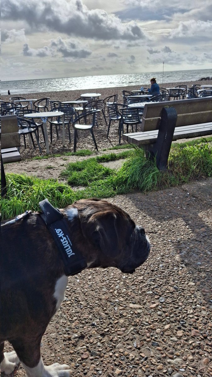 Mavaratis's tweet image. A little trip out for some beach time with Mr Chops 😎 #walkies #beach