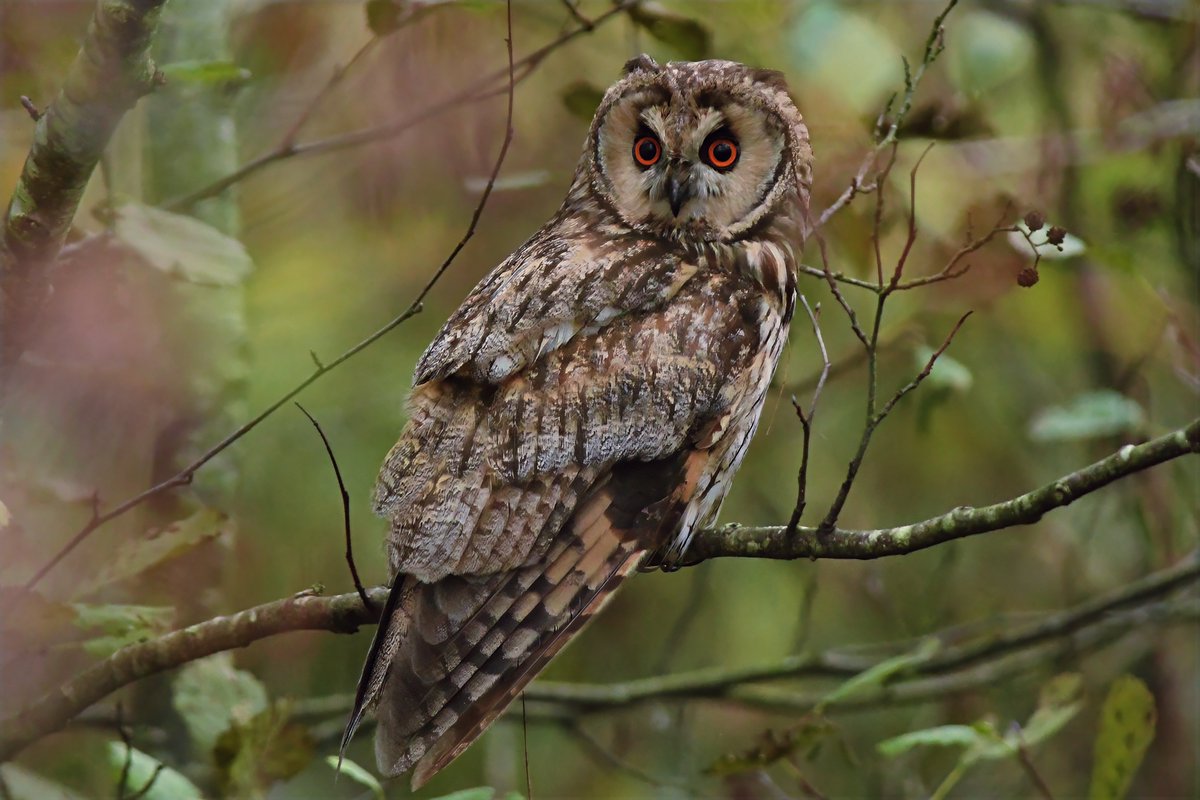 bomberburnside's tweet image. Early start along the coast this morning with this hunting Leo.