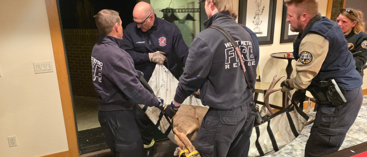 This is what happens when you get rowdy after midnight! Around 12:30 a.m. this morning, two bucks in Roxborough Park were butting heads when their sparring match took a wild turn- right into a homeowner’s window well and through the glass into the basement gym.
The startled